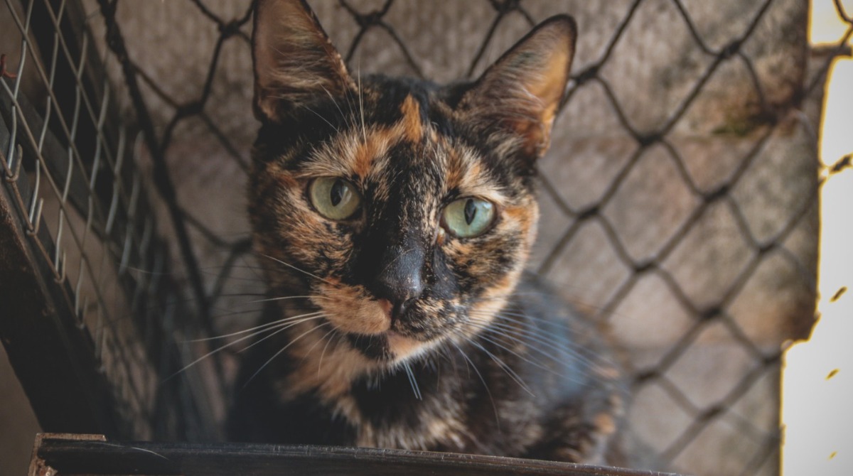 Foto 6 de 7 — ONG de Araraquara pede votos para salvar abrigo com mais de 120 gatos